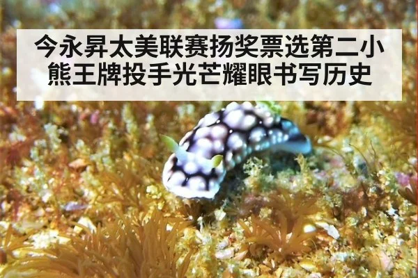 今永昇太美联赛扬奖票选第二小熊王牌投手光芒耀眼书写历史